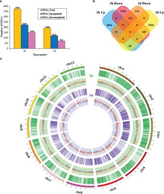 Transcriptomic profiling reveals candidate allelopathic genes in rice responsible for interactions with barnyardgrass